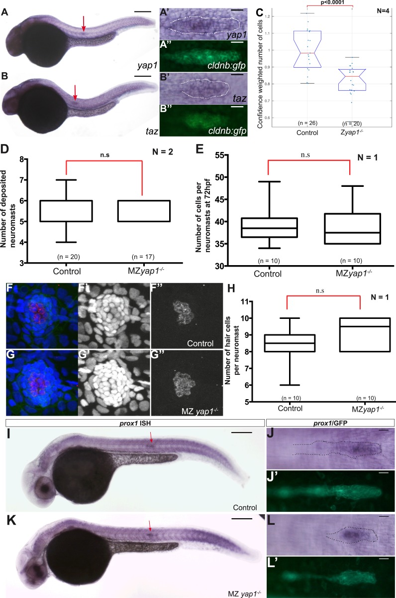 Figure 5—figure supplement 1.