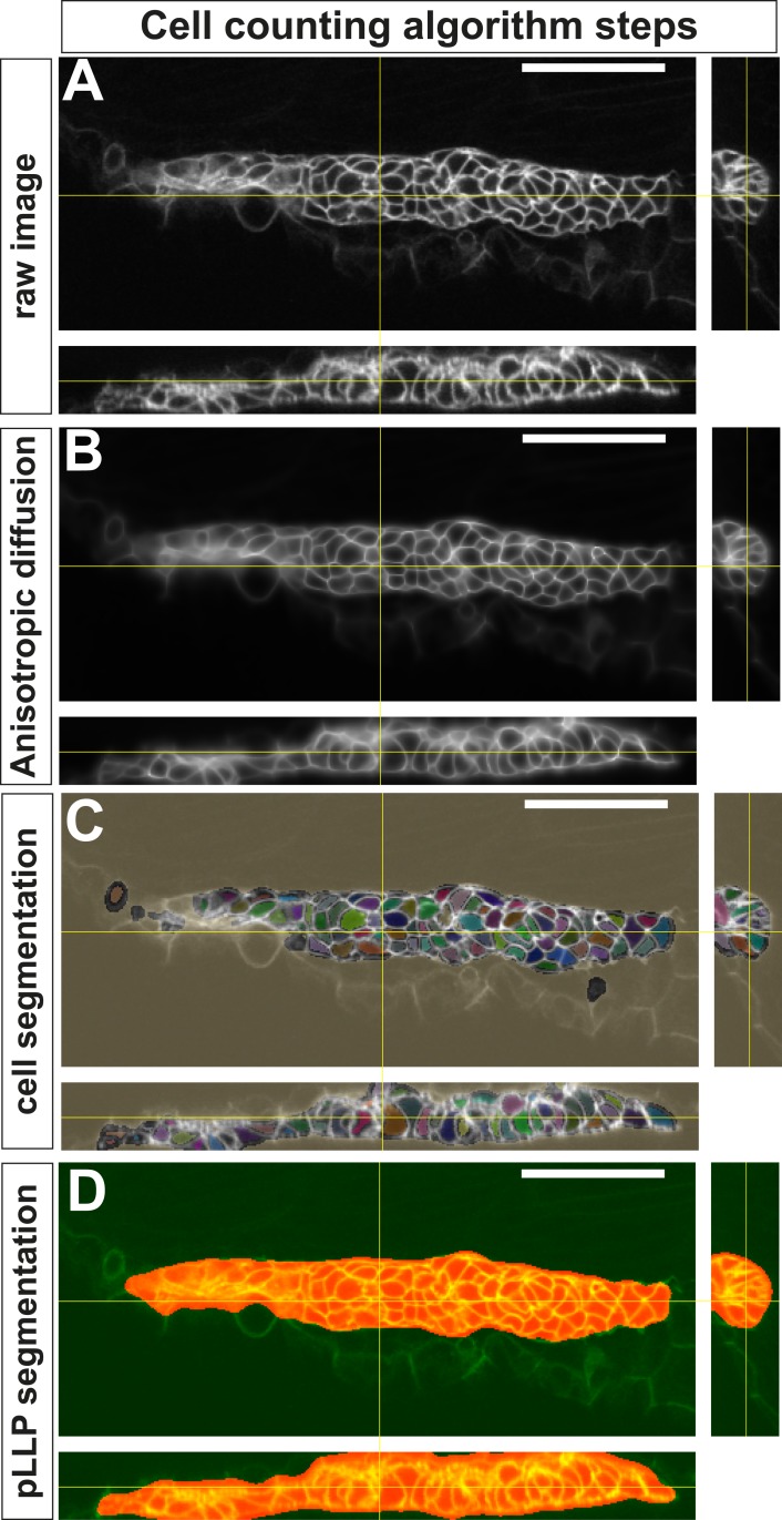 Figure 3—figure supplement 1.