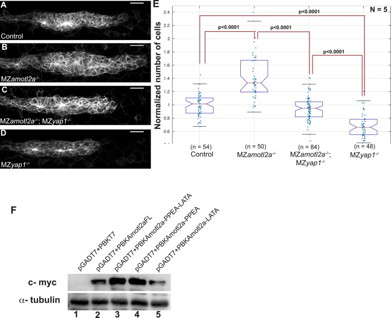 Figure 6—figure supplement 1.