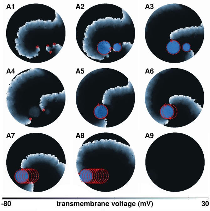 Figure 4—figure supplement 1.