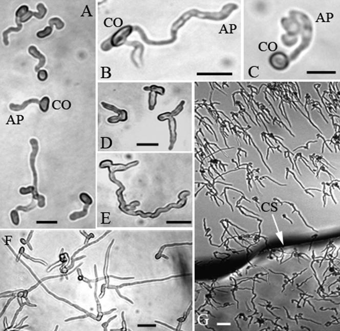 FIG. 2.