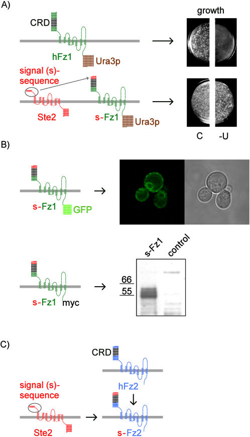 Figure 2