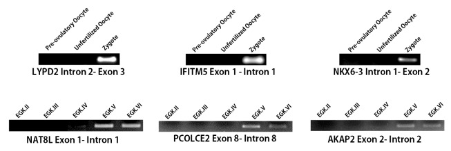 Figure 2—figure supplement 1.