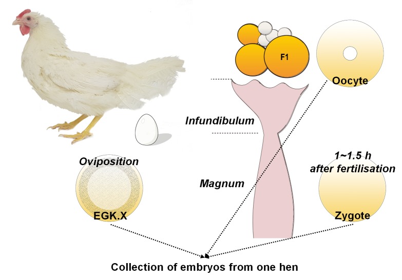 Figure 3—figure supplement 2.