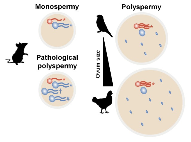 Figure 4—figure supplement 2.