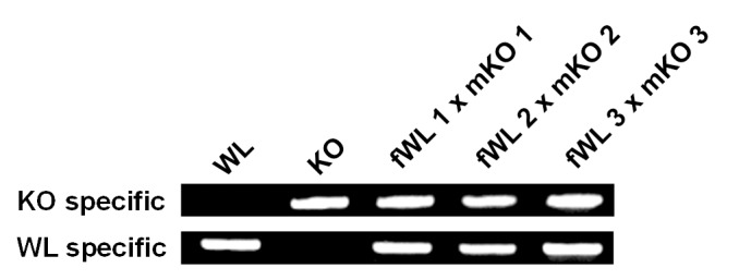 Figure 3—figure supplement 1.