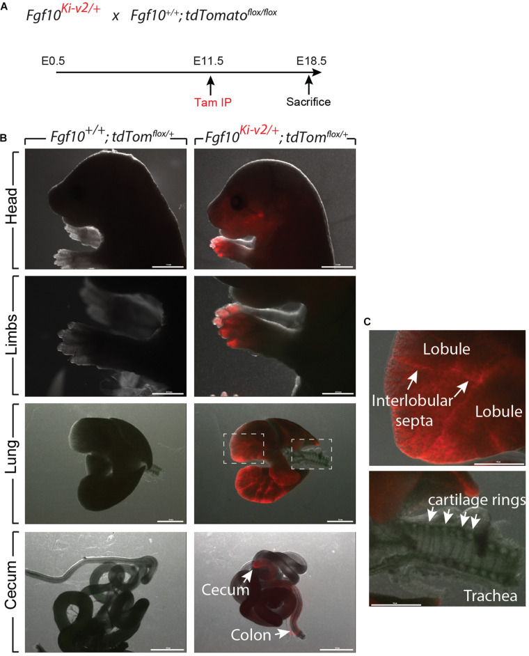 FIGURE 3