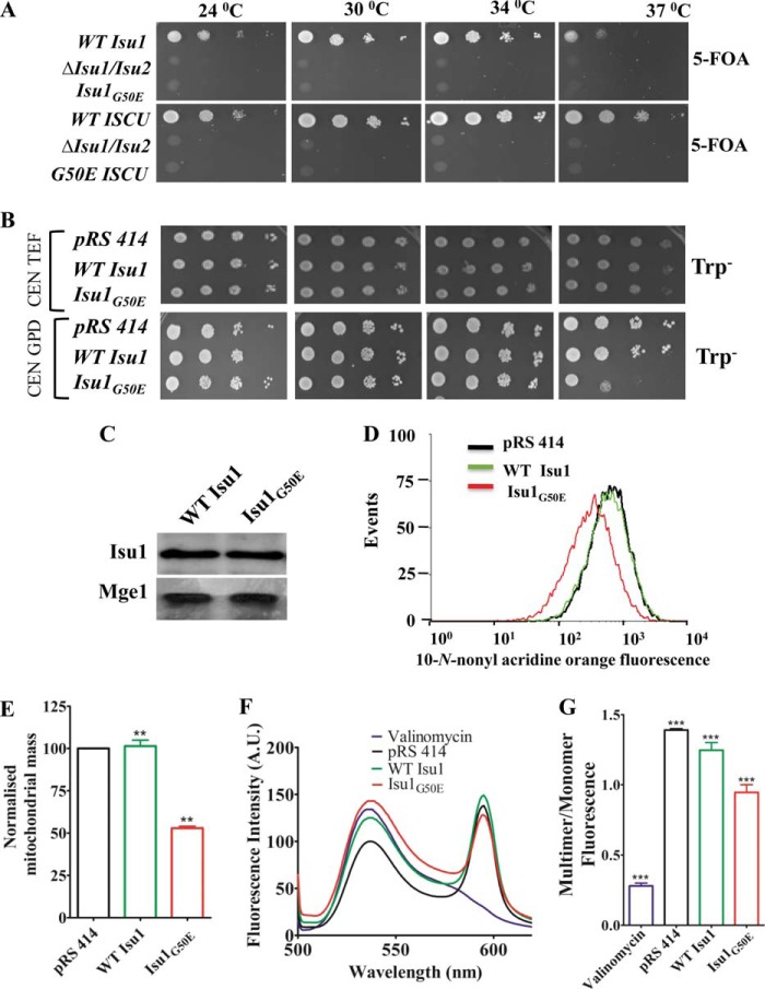 FIGURE 5.