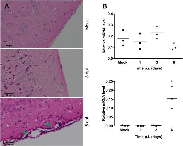 Fig 6