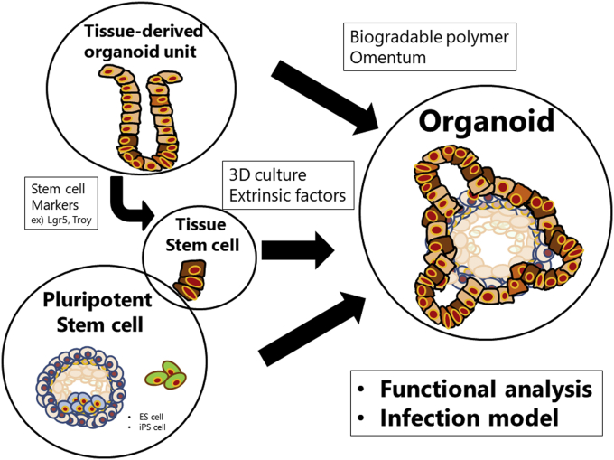 Fig. 2