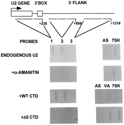 graphic file with name cdg077f2.jpg