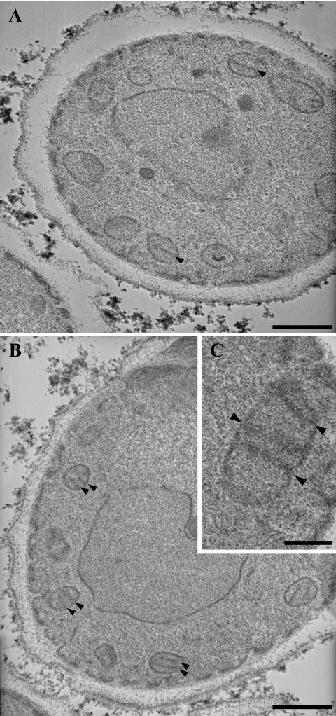 FIG. 4.