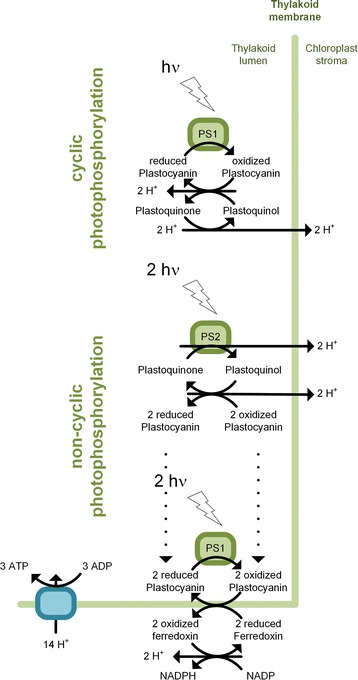 Fig. 2