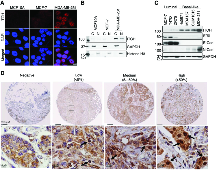 ITCH nuclear translocation and H1.2 polyubiquitination negatively ...