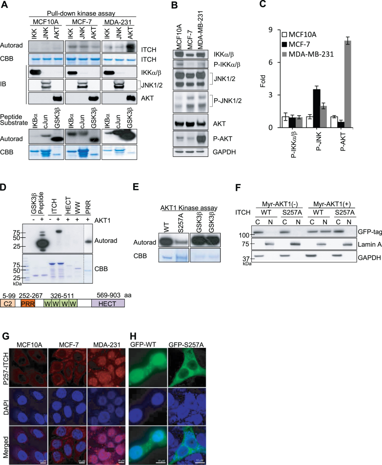 ITCH nuclear translocation and H1.2 polyubiquitination negatively ...