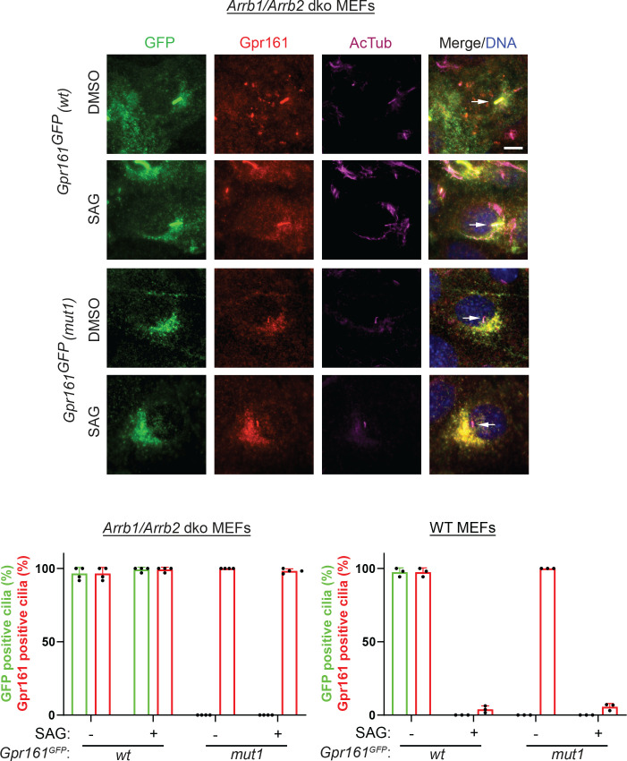 Figure 1—figure supplement 1.