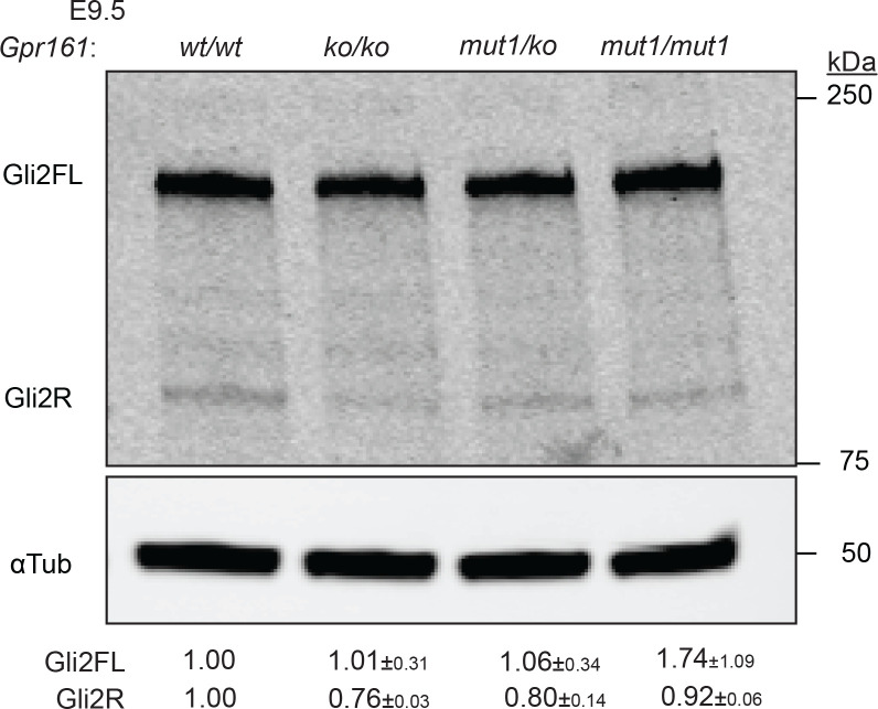 Figure 4—figure supplement 1.