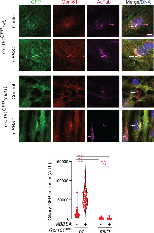 Figure 1—figure supplement 2.