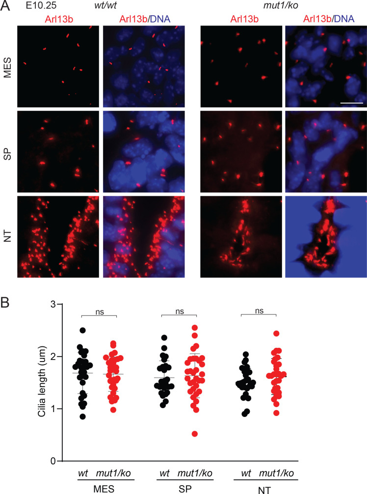 Figure 2—figure supplement 3.