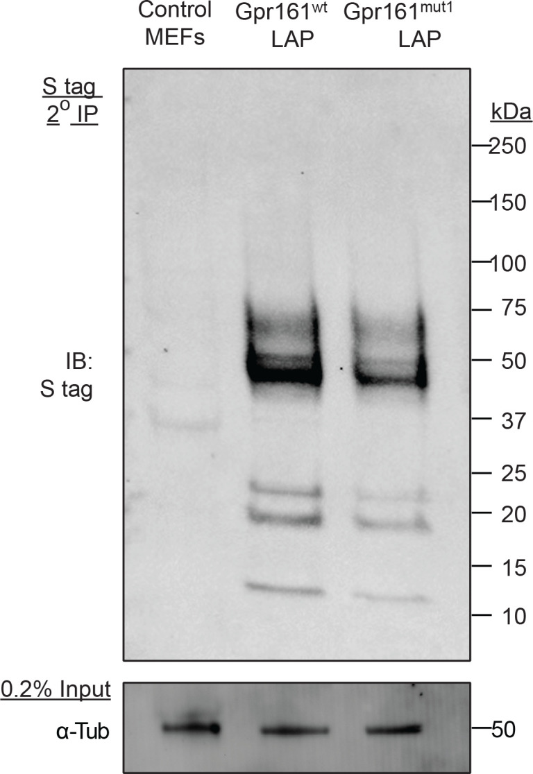 Figure 2—figure supplement 2.