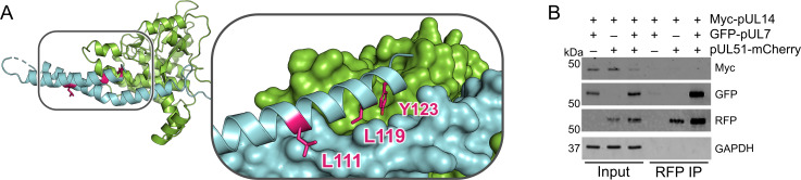 Figure 3—figure supplement 1.