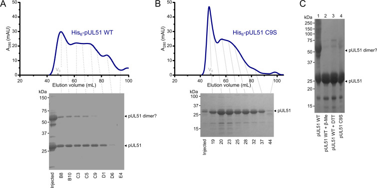 Figure 1—figure supplement 1.