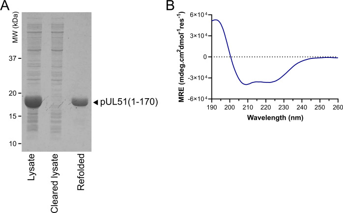 Figure 5—figure supplement 1.