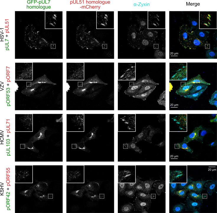 Figure 4—figure supplement 2.