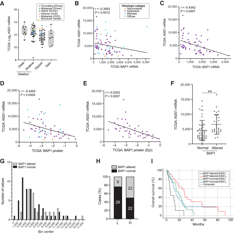 Figure 6. Association between BAP1 status, ASS1 transcript expression and survival in TCGA MESO cohort. A, ASS1 transcript levels are higher in cases with deletion and/or mutation of BAP1. Putative BAP1 copy-number variations from GISTIC; ASS1 mRNA expression log2 batch normalized RSEM, colored by BAP1 mutation. B–E, Inverse correlation of ASS1 mRNA (batch normalized RSEM) with BAP1 colored by histologic type as indicated in B. BAP1 mRNA (for the cohort, n = 82 (B) or only the epithelioid cases, n = 58 (C), and BAP1 protein (RPPA) for the cohort, n = 59 (D) or only the epithelioid cases, n = 38 (E); Spearman correlations shown. F, ASS1 mRNA is higher in BAP1-altered cases (deletion and/or mutation); n = 82, bars indicate mean and 1 SD; Mann–Whitney test, **, P = 0.0016. G, Frequency distribution of ASS1 mRNA stratified by BAP1 status. H, BAP1 alteration is more frequent in tumors with higher ASS1 expression. ASS1 transcript stratified by z-scores: below zero (ASS1-low) or above zero (ASS1-high); Fisher exact test, ****, P = 0.0002; the numbers of BAP1-normal or BAP1-altered patients in each group are indicated. I, Improved survival of patients with BAP1-altered ASS1-high tumors. Kaplan–Meier analysis for 69 uncensored patients according to groups in H. Median survival (lower and upper bound): BAP1-altered ASS1-high 21.6–33.9 months (n = 19), BAP1-altered ASS1-low 2.7–10.2 months (n = 9), BAP1-normal ASS1-high 10.1–19.3 months (n = 17), BAP1-normal ASS1-low 11.8–25.8 months (n = 24); Log-rank (Mantel–Cox) P = 0.001. The results shown in this figure are based upon data generated by TCGA Research Network: https://www.cancer.gov/tcga.