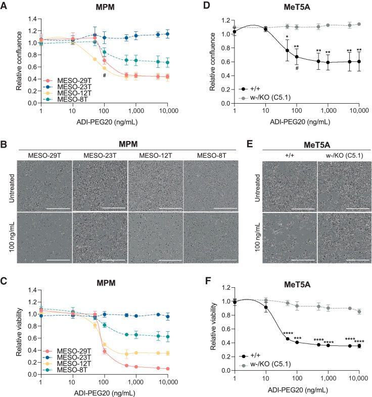 Figure 7. The influence of BAP1 status on response to arginine deprivation with ADI-PEG20. Paired MPM cell lines MESO-29T (BAP1-normal/ASS1-low) and MESO-23T (BAP1-altered/ASS1-high), MESO-12T (BAP1-normal/ASS1-low) and MESO-8T (BAP1-altered/ASS1-high; A–C) or MeT5A BAP1+/+ and BAP1w-/KO cells (D–F) were treated for 96 hours with ADI-PEG20; mean of three independent experiments, error bars SD; t test; *, P < 0.05; **, P < 0.01; ***, P < 0.001; ****, P < 0.0001. Dose response for relative confluence assessed by live imaging at 96 hours (A and D), # indicates 100 ng/mL ADI-PEG20, the approximate LC50 for sensitive cells, for which representative images at 96 hours are shown (B and E). ATP-based luciferase assay conducted following imaging at 96 hours (C and F). Supporting data, Supplementary Fig. S16F.