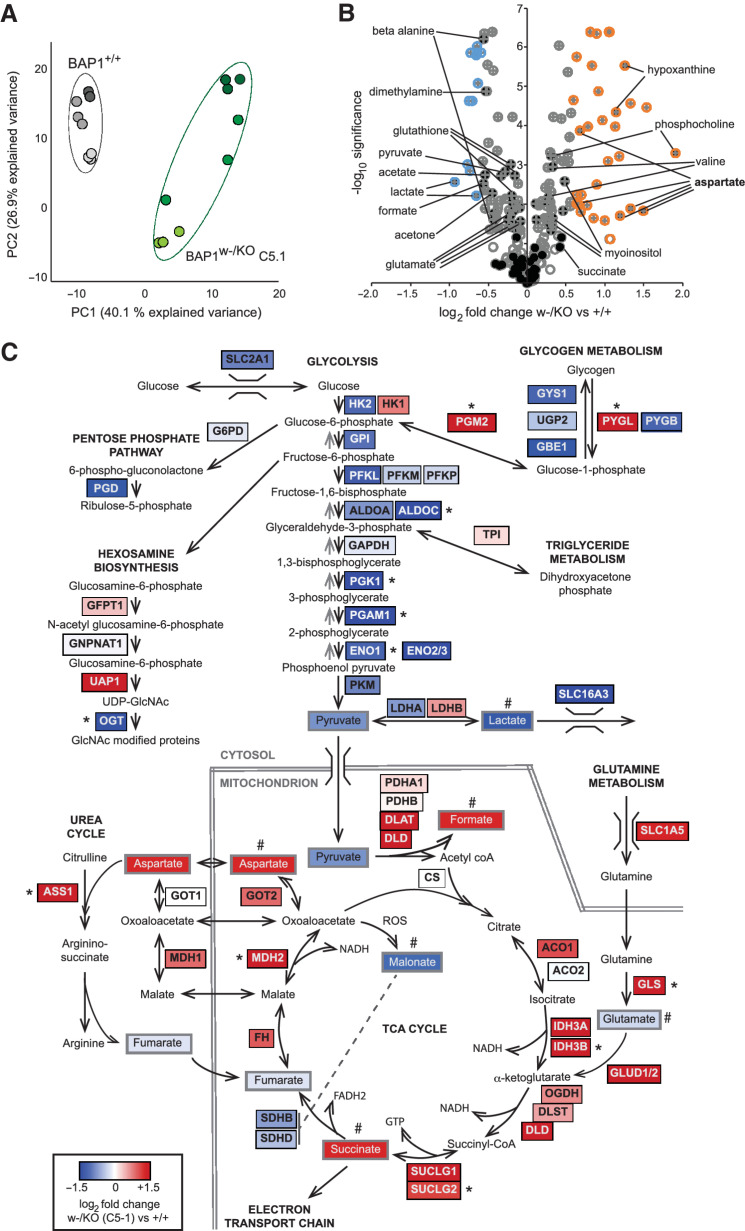 Figure 3. BAP1-deficient MeT5A cells have altered levels of metabolites and metabolic enzymes. A and B, NMR analysis reveals altered metabolites in C5.1 BAP1w-/KO relative to BAP1+/+ MeT5A. PCA plot for samples from three independent experiments analyzed in triplicate (A). Volcano plot of metabolites modulated >1.5-fold (colored circles) with P < 0.05 (crossed circles), named metabolites (filled black circles; B). C, Overview of metabolic adaptation for key pathways in BAP1-deficient MeT5A cells combining proteomic and metabolomic data, color scale represents log2 fold change in C5.1 MeT5A-BAP1w-/KO versus BAP1+/+ cells. *Enzymes investigated further. #Significantly modulated metabolites (supporting data, Supplementary Table S4; Supplementary Fig. S8).