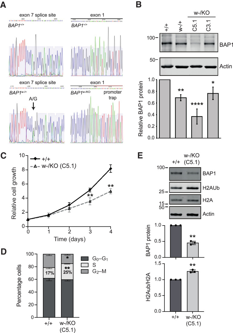 Figure 1. BAP1w-/KO MeT5A cells recapitulate phenotypic aspects of BAP1-deficient MPM cells. A, Sequence confirmation of edited alleles: introduction of the w-family splice site mutation to induce exon 7 skipping (left) and a promoter trap to knockout (KO) BAP1 expression (right) in the isogenic MeT5A cells. B, BAP1 protein levels are constitutively reduced in BAP1w-/+ and BAP1w-/KO cells. Representative immunoblot and quantification relative to actin, mean of three independent experiments, error bars SD, one-way ANOVA with Dunnett post hoc test. *, P < 0.05; **, P < 0.01; ****, P < 0.0001. C, BAP1 deficiency slows proliferation of MeT5A cells. ATP-luciferase assay for BAP1w-/KO C5.1; mean of three independent experiments, error bars SD, t test. **, P < 0.01 compared with MeT5A-BAP1+/+. D, BAP1 deficiency causes MeT5A cells to accumulate in S-phase. Cell-cycle distribution determined by flow cytometry for BAP1w-/+ and BAP1w-/KO C5.1 (supporting data, Supplementary Fig. S5). Mean of three independent experiments, error bars SD; unpaired t test; *, P = 0.0303; **, P = 0.0014. E, H2A ubiquitylation is increased in BAP1-mutated MeT5A cells. Representative immunoblot and quantification, mean of three independent experiments, error bars SD, one-sample t test. **, P < 0.01.