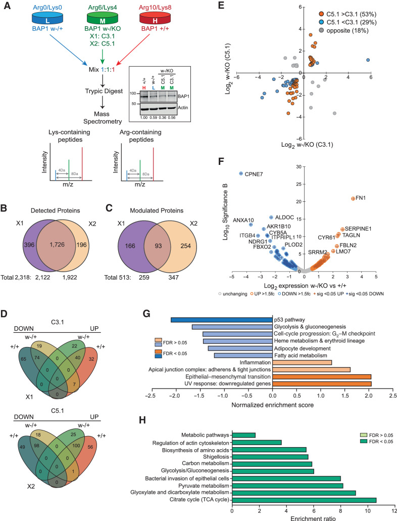 Figure 2. BAP1 deficiency reprograms the proteome of MeT5A cells. A, Experimental strategy for triplex SILAC-MS analysis of isogenic MeT5A cells, two alternative configurations (X1 and X2) used either the MeT5A-BAP1w-/KO C5.1 or C3.1 clones. Inset shows stable BAP1 expression after 6 passages in SILAC-labeling media; numbers indicate mean expression relative to BAP1+/+ cells from three independent analyses. B, Summary of proteins identified by MS across two experiments, based on gene name identifiers; supporting data, Supplementary Table S3. C, Summary of proteins modulated >1.5-fold in BAP1w-/KO relative to either BAP1+/+ or BAP1w-/+ cells. D, Overview of directional expression changes in each experimental configuration for the 513 proteins modulated by >1.5-fold. E, Relative expression of the 93 proteins modulated >1.5-fold in both BAP1w-/KO clones. F, Volcano plot showing proteins modulated >1.5-fold (colored circles) with P < 0.05 (crossed circles) in C5.1 BAP1w-/KO cells. G and H, Heatmaps summarizing functional annotation of enriched pathways for proteins modulated by >1.5-fold in C5.1 BAP1w-/KO cells. Gene set enrichment analysis showing weighted set cover for Hallmark-50 pathways: blue, C5.1 downregulated proteins; orange, C5.1 upregulated proteins (G); supporting data in Supplementary Fig. S7A and S7B. Overrepresentation analysis for KEGG pathways among all C5.1 modulated proteins (H).