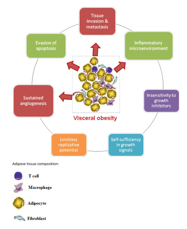 Visceral adiposity, insulin resistance and cancer risk - PMC