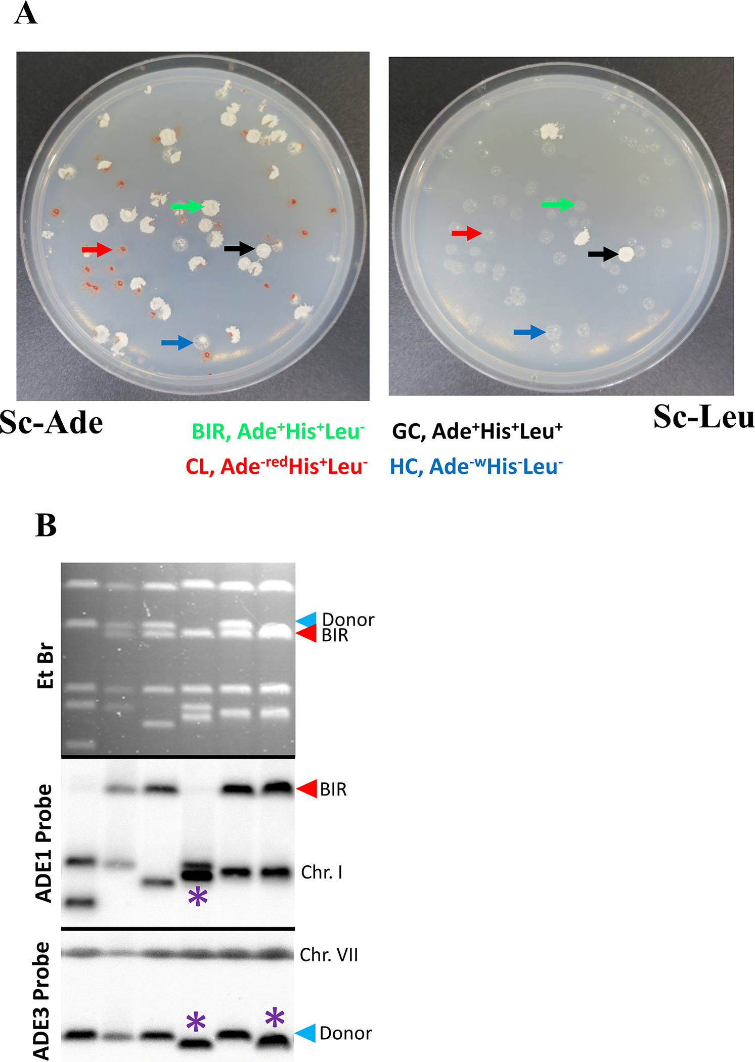 Figure 2.