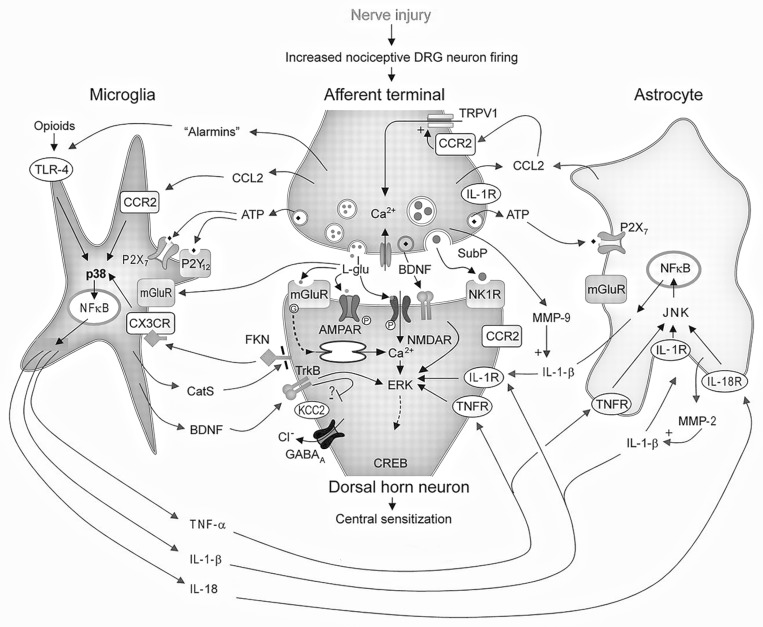 Figure 1.