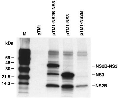 FIG. 1