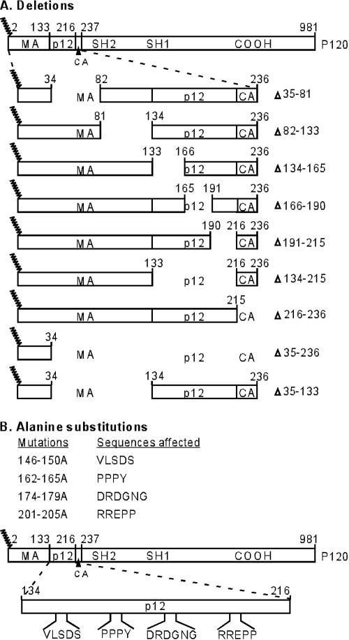 FIG. 1.