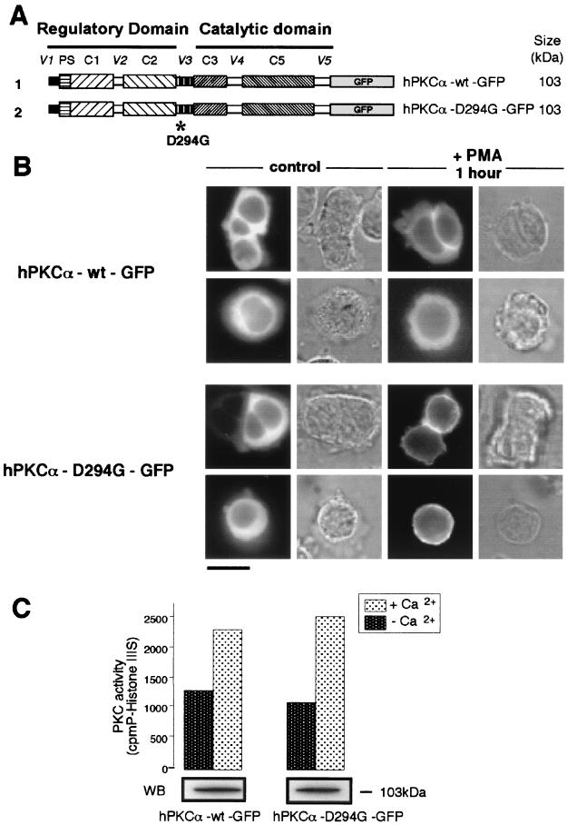 FIG. 1