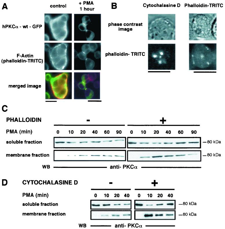 FIG. 5