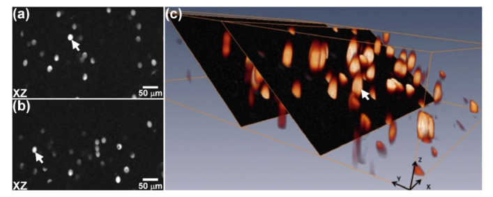 Fig. 10