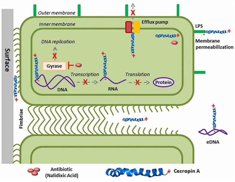 FIGURE 6