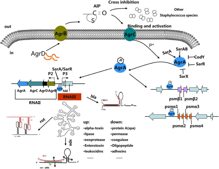 FIGURE 3