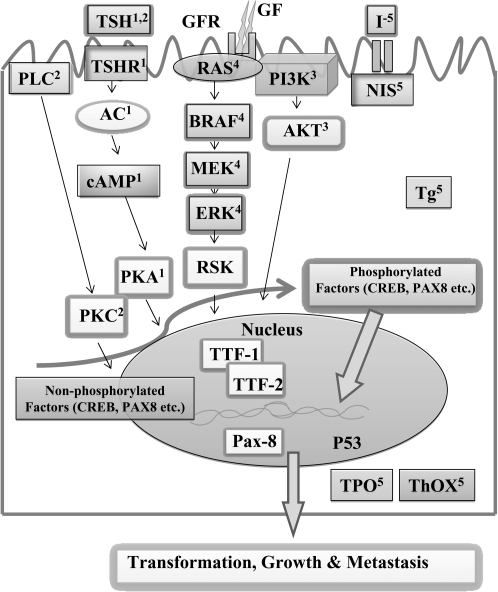 FIG. 1.