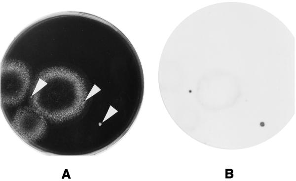 FIG. 2.