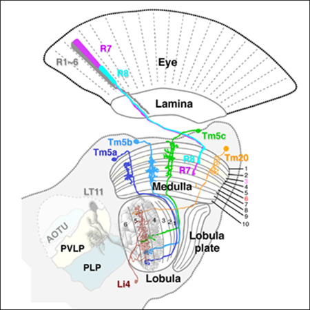 graphic file with name nihms708268f8.jpg