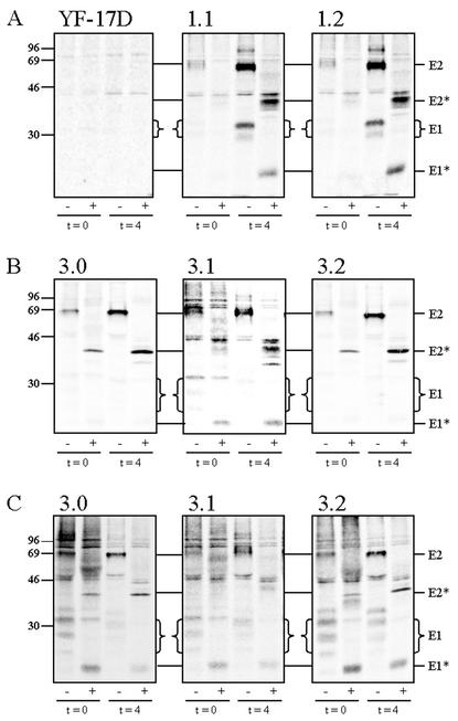 FIG. 4.