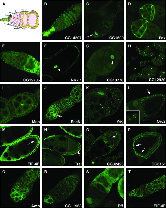 Figure 3.—