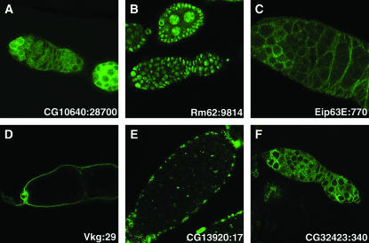 Figure 4.—