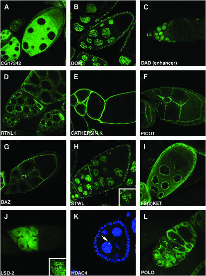 Figure 2.—